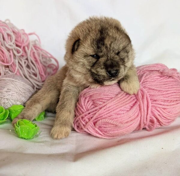 Hideki Shiba Inu Hideki Shiba Inu