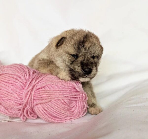 Hideki Shiba Inu Hideki Shiba Inu