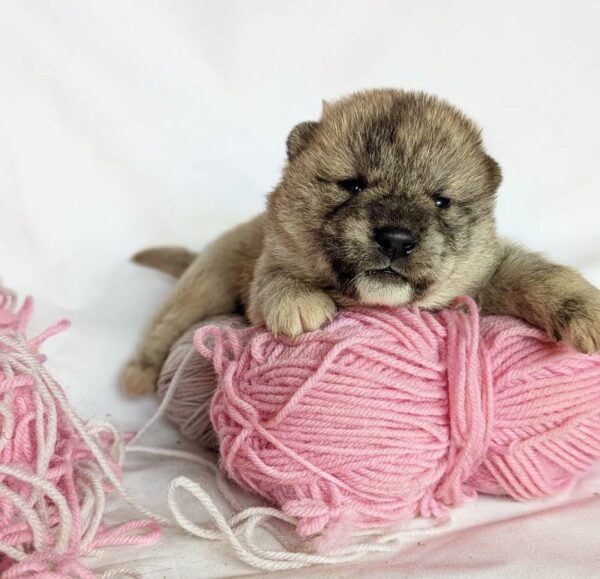 Hideki Shiba Inu Hideki Shiba Inu