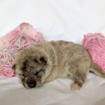 Hideki-male-Shiba-puppy-for-sale-5