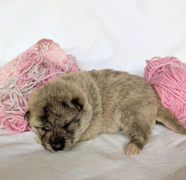 Hideki Shiba Inu Hideki Shiba Inu