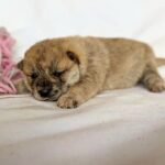 Hikaru-male-Shiba-puppy-for-sale-1
