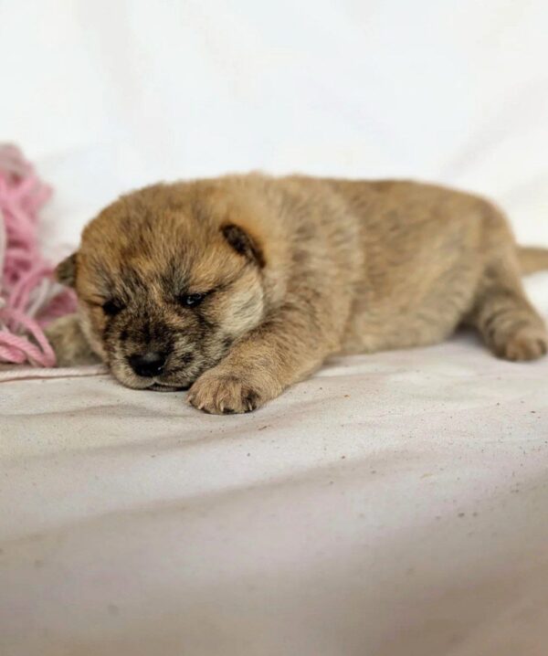 Hikaru Shiba Inu Hikaru Shiba Inu