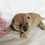 Hikaru-male-Shiba-puppy-for-sale-2