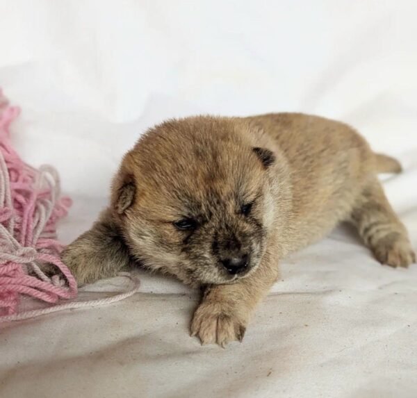 Hikaru Shiba Inu Hikaru Shiba Inu