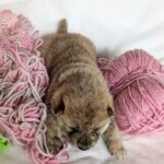 Hikaru-male-Shiba-puppy-for-sale-3