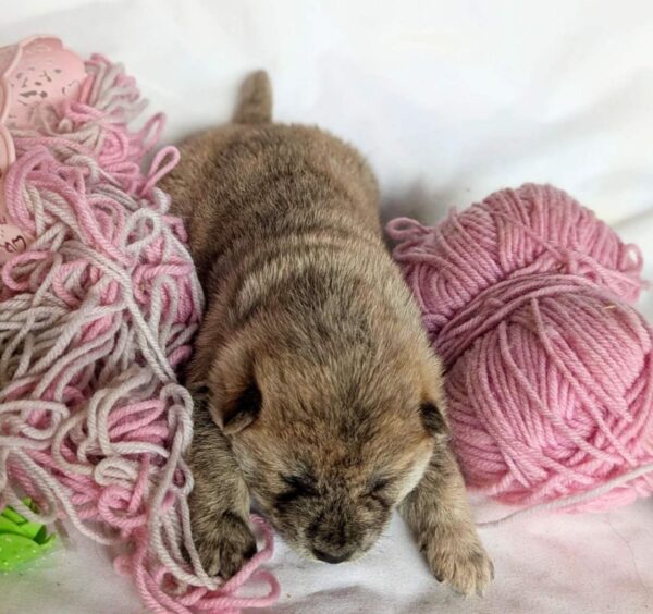 Hikaru Shiba Inu Hikaru Shiba Inu