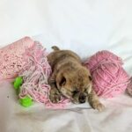 Hikaru-male-Shiba-puppy-for-sale-4