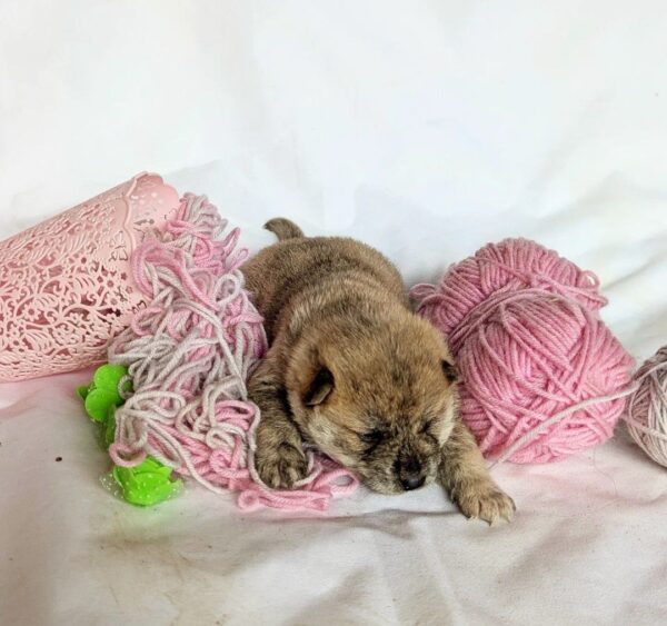 Hikaru Shiba Inu Hikaru Shiba Inu