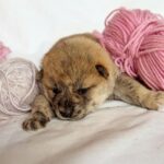 Hikaru-male-Shiba-puppy-for-sale-5