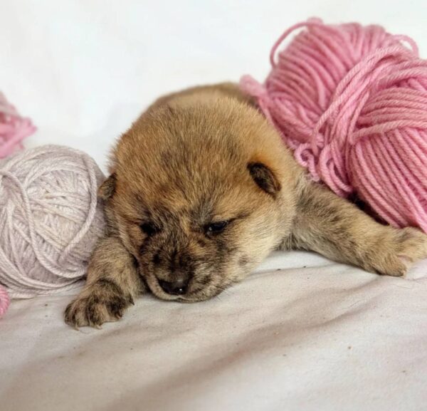 Hikaru Shiba Inu Hikaru Shiba Inu