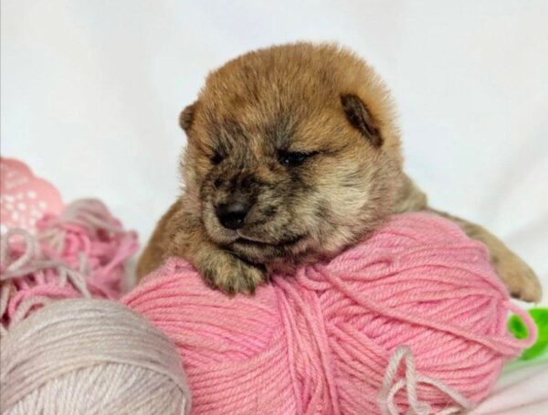 Hikaru Shiba Inu Hikaru Shiba Inu