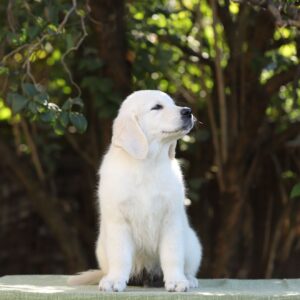 Hitchcock Golden Retriever