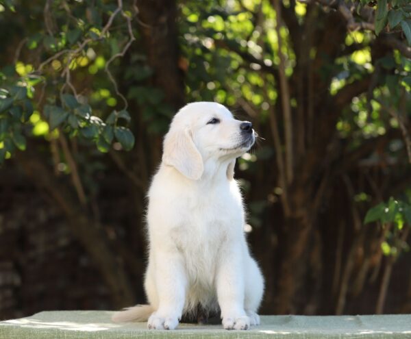Hitchcock Golden Retriever