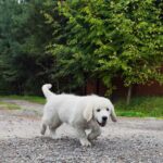 Hitchcock-male-Golden-Retriever-puppy-for-sale-1 (2)