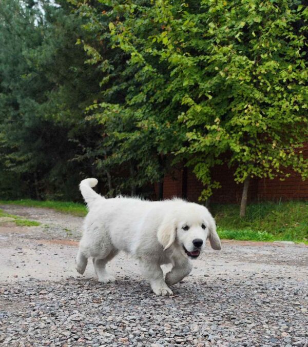 Hitchcock Golden Retriever