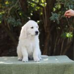 Hitchcock-male-Golden-Retriever-puppy-for-sale-1 (3)