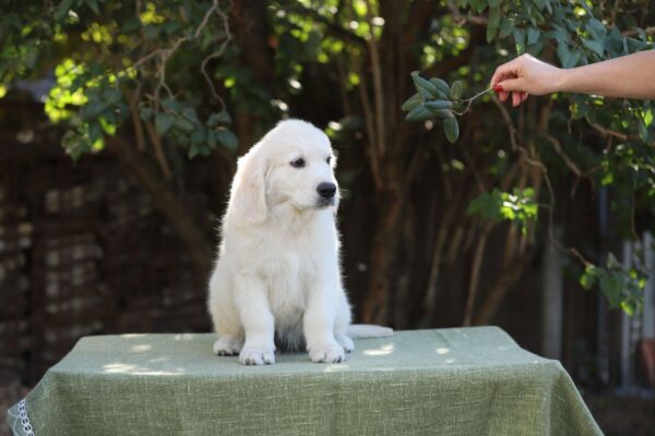 Hitchcock Golden Retriever