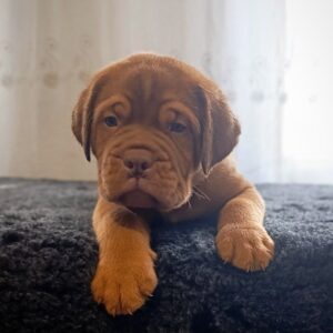 Hugo Dogue de Bordeaux