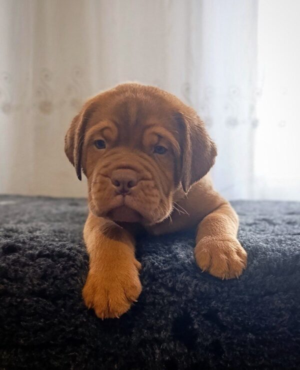 Hugo Dogue de Bordeaux