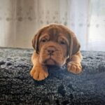Hugo-male-Dogue-de-Bordeaux-puppy-for-sale-2