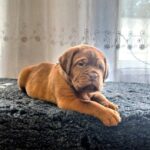 Hugo-male-Dogue-de-Bordeaux-puppy-for-sale-3