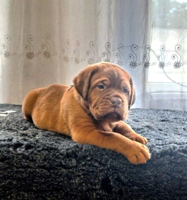 Hugo Dogue de Bordeaux