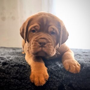 Hugo Dogue de Bordeaux