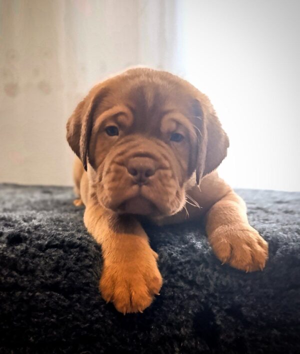 Hugo Dogue de Bordeaux