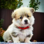 Iris-female-Corgi-puppy-for-sale-1