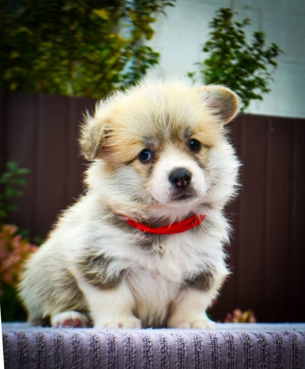 Iris Welsh Corgi