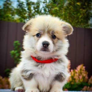 Iris Welsh Corgi