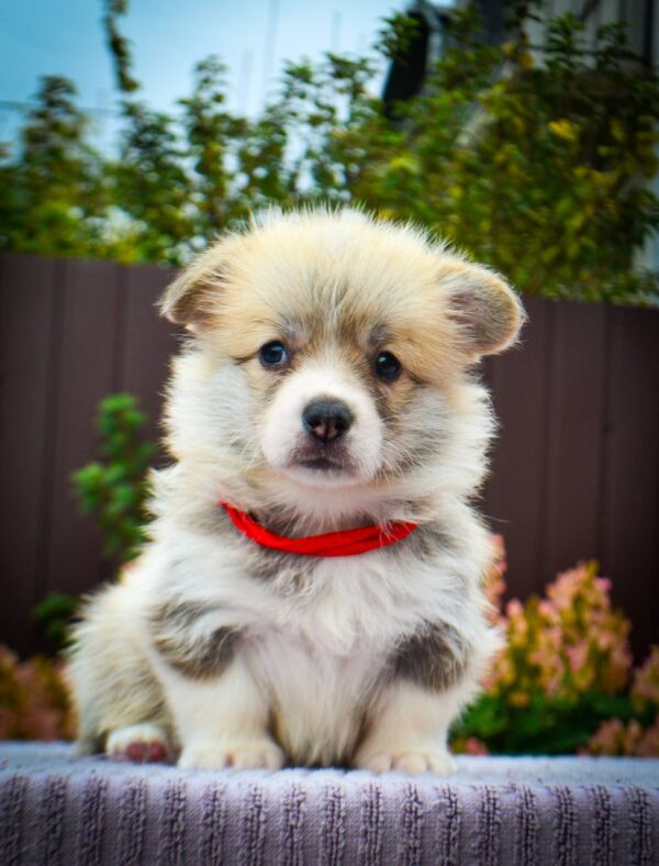 Iris Welsh Corgi