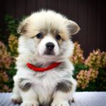 Iris-female-Corgi-puppy-for-sale-3