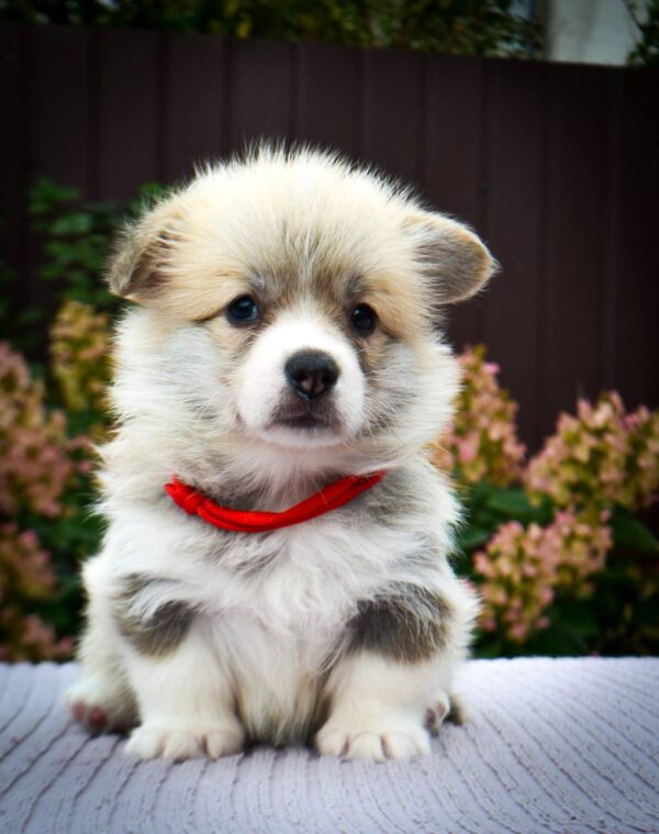 Iris Welsh Corgi