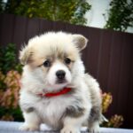 Iris-female-Corgi-puppy-for-sale-4