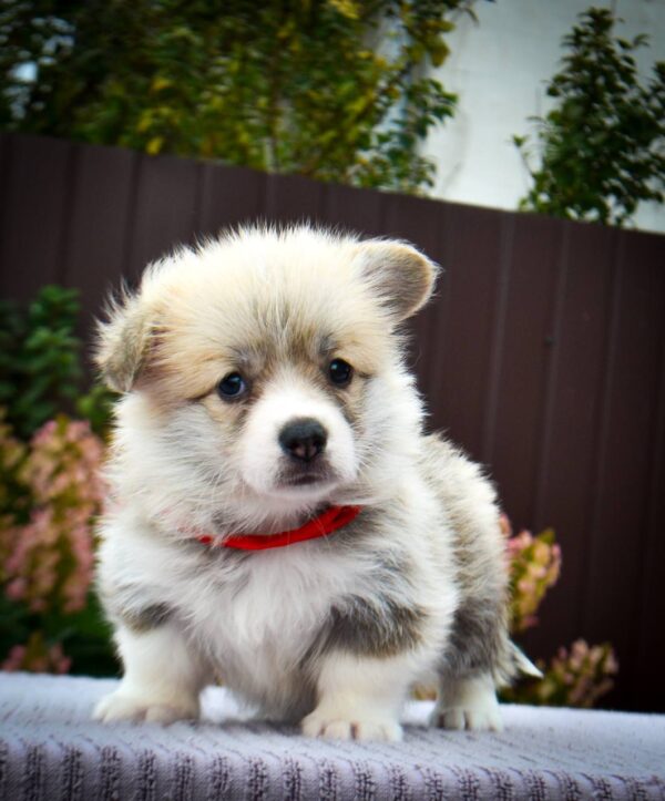 Iris Welsh Corgi