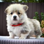 Iris-female-Corgi-puppy-for-sale-5
