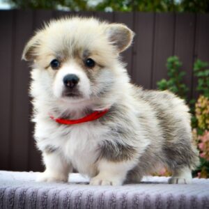 Iris Welsh Corgi