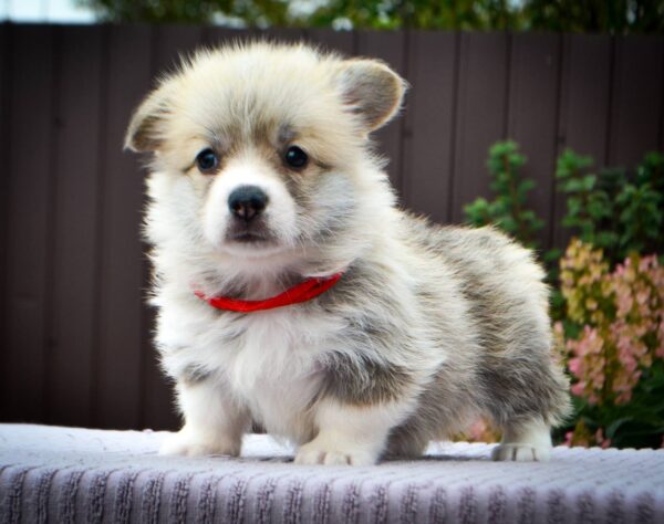Iris Welsh Corgi