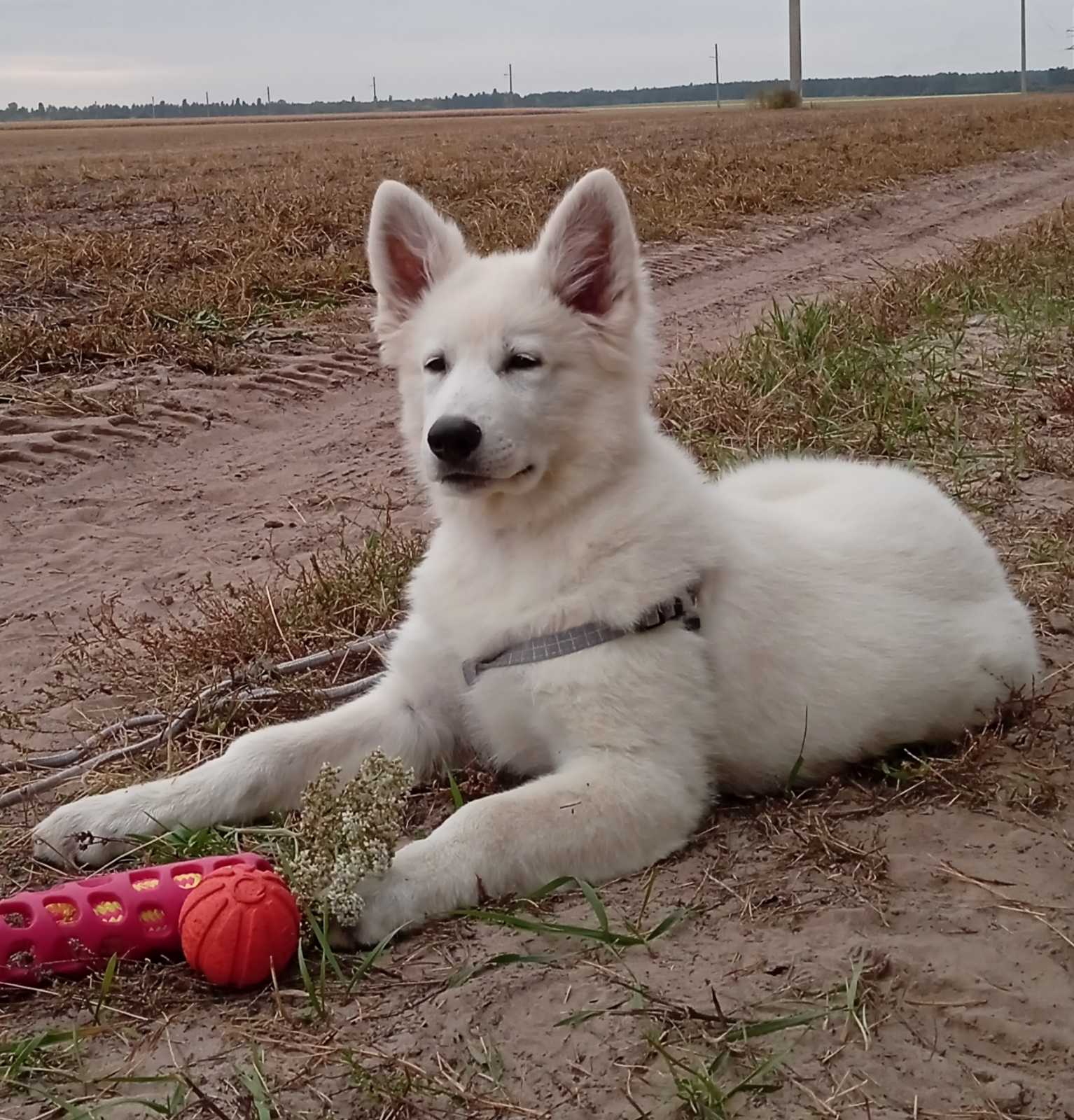White Alsatian Dog Baby Price Gsd Puppy Price In Nigeria Shepherd