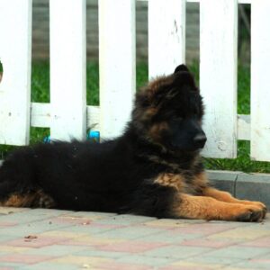 Itachi German Shepherd