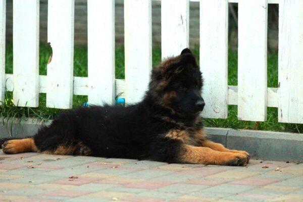 Itachi German Shepherd
