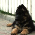 Itachi-male-German-shepherd-puppy-for-sale-1 (2)