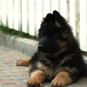 Itachi German Shepherd