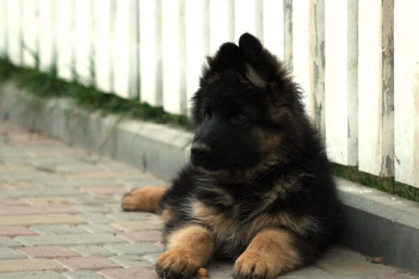 Itachi German Shepherd