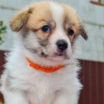 Ivy-female-Corgi-puppy-for-sale-1