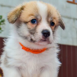 Ivy Welsh Corgi