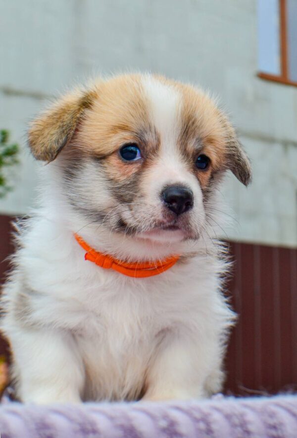 Ivy Welsh Corgi
