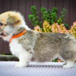 Ivy-female-Corgi-puppy-for-sale-2